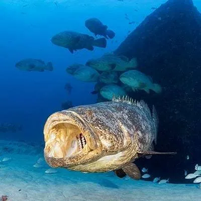Jupiter Dive Center